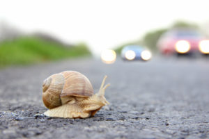 Internet speeds can be as slow as a snail crossing the road